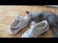 Russian Blue kitten and a pair of sneakers