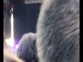o melhor concerto do dia 11 e um dos melhores do festival...
