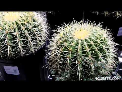 how to transplant golden barrel cactus