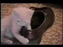 funny cats doing daft things