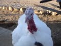 turkey talking to camera turkey talking to camera