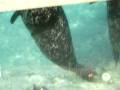 videos de Seal & Sea Lions @  FL Sea World