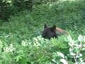Grand Teton Black Bear