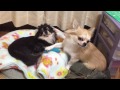 Click here to watch this video ちょま太、得意技。