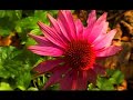 Garden Girl TV: Lawns to Edible Landscapes Garden Girl TV: Lawns to Edible Landscapes