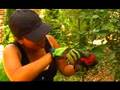 Garden Girl TV: Lawns to Edible Landscapes