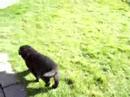 Tiny,laughing,puppies