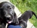 Tiny,laughing,puppies