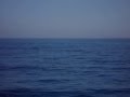 Rorcual común (Balaenoptera physalus)
