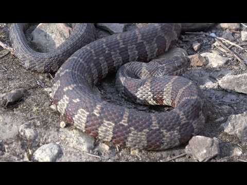 YouTube reptile video