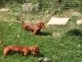 Coffee Doxies on Labor Day 1