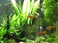 Peixinhos nadando num aquário plantado 