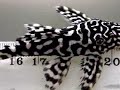 New unidentified Pleco : Tropical Aquarium Fish Video New unidentified Pleco : Tropical Aquarium Fish Video