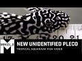 New unidentified Pleco : Tropical Aquarium Fish Video