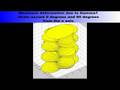 Strain Deformation - Solid Tide Signals