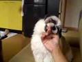 シーズー shih tzu