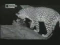 Youmustseethis...m-c2.wmv