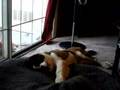Bailey-rolling-and-p