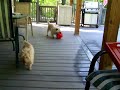Rocky's big red ball with little Old Miri
