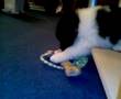 Akita Inu video