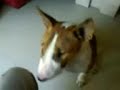 Babouch - Bull Terrier against a brown squezzie duck