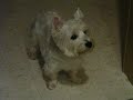 Westie Puppy Week 73 runaway