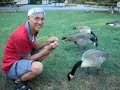 Feeding Hungry Geese Feeding Hungry Geese