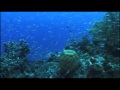Dive El Nido (El Nido, Palawan, Philippines)