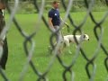 Guinness Schutzhund 1 protection