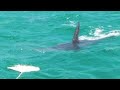 Hungry Critters Monster Sharks Giant Goliaths fish show.