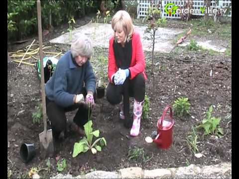 how to grow primula vulgaris from seed