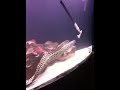 Tessaletta eel eating