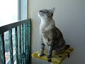 Mei-Mei birdwatching