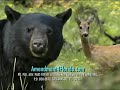 Florida Bear and Ms. Deer for Amendment 4