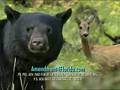 Florida Bear and Ms. Deer for Amendment 4