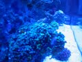 Percula Clown hosting Frogspawn Coral Percula Clown hosting Frogspawn Coral