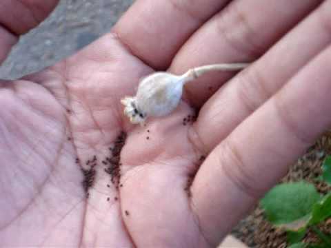 how to harvest seeds from a poppy