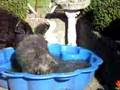Splish-splash