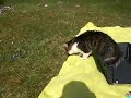 Click here to watch this video I go but im scared! J'y vais mais j'ai peur! Skiki le Magnifique