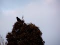 ?piew kosa