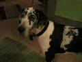 Chinese Crested video