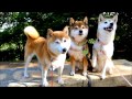 朝日を浴びる柴犬ひかいちめろ親子 Shiba Inu Shiba Inu
