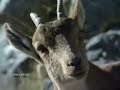 Golden-Eagle-Goats-m