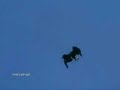 Golden-Eagle-Goats-m