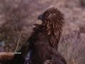 Golden-Eagle-Goats-m