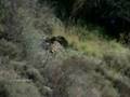Golden Eagle-Goats mountains. REMIX