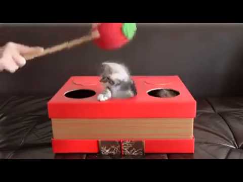 Jeu de la taupe avec des chatons. C'est la vidéo cute du jour !