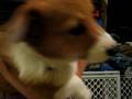 videos de Tory holding Jack 1-4-09 Welsh Corgi