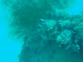 沈没船 駆逐艦文月 魚雷発射管~船首 トラック島レックダイビング 駆逐艦