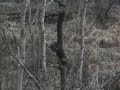 2006 Late Season Bow Hunt